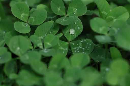 クローバー シロツメクサ,クローバー,雑草の写真素材