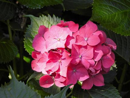 日向に咲く赤いアジサイの花 アジサイ,花,植物の写真素材