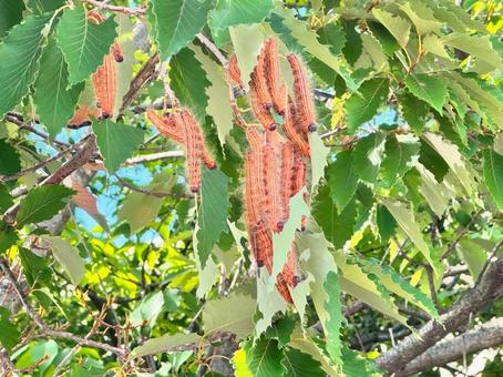 モンクロシャチホコの幼虫 自然,虫,毛虫の写真素材