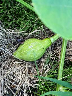 かぼちゃの実 かぼちゃ,実,野菜の写真素材