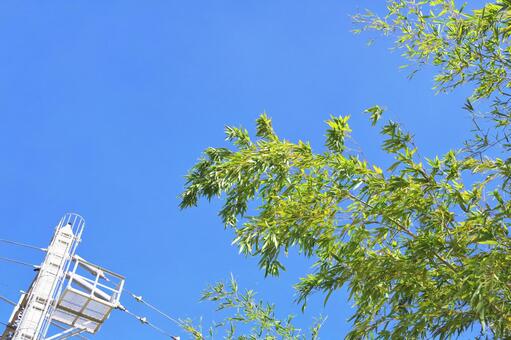 Photo, asakusa, sky, trees, JPG