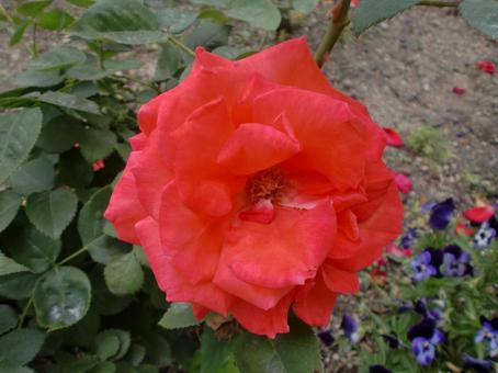 薔薇の花 薔薇の花の写真