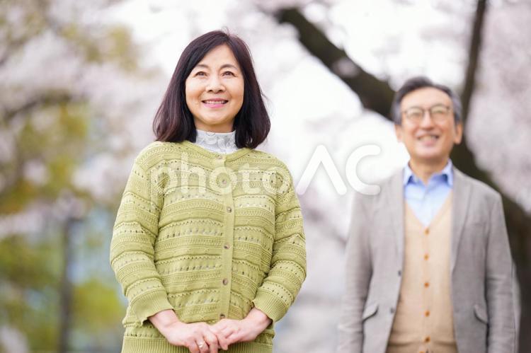 桜の前にいる笑顔の高齢夫婦 夫婦,男性,女性の写真素材