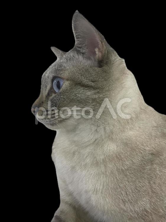 何かを見つけた猫 いとおしい,うちの子,かわいいの写真素材