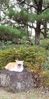 Photo, cat, laid back, natural, 