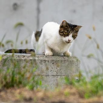 猫(259) 猫(259)の写真