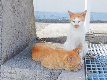 猫 野生 昼寝 男木島 猫 野生 昼寝 男木島の写真