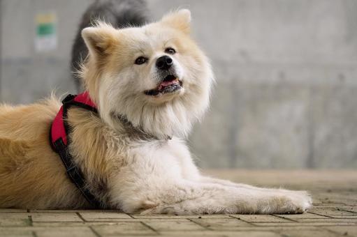秋田犬 秋田犬 犬,秋田犬,可愛い犬の写真素材