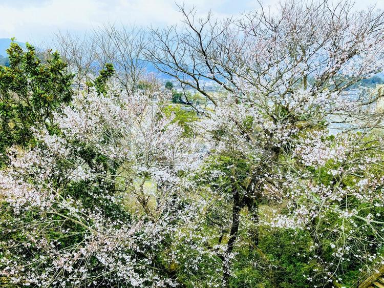 桜　ソメイヨシノ 桜,さくら,サクラの写真素材