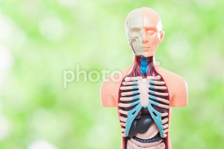 人体模型　医学 人体模型,緑,医学の写真素材