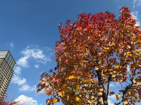 青空に映える紅葉の木 紅葉,秋,木々の写真素材