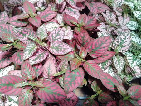 ヒポエステスの写真