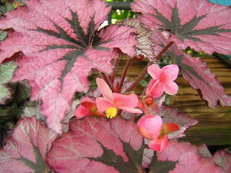 Begonia, begonia, pink, leaf, JPG