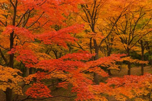 鮮やかな紅葉の秋景色 鮮やかな紅葉の秋景色の写真