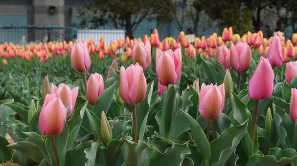 チューリップの写真