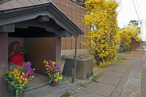 れんぎょうの道 れんぎょうの道 れんぎょう,お地蔵様,黄色の写真素材