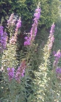 藤色の花の写真