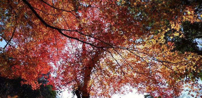 紅葉グラデーションの写真