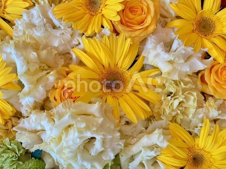 向日葵や薔薇など黄色と白の花の詰め合わせ 花,薔薇,向日葵の写真素材