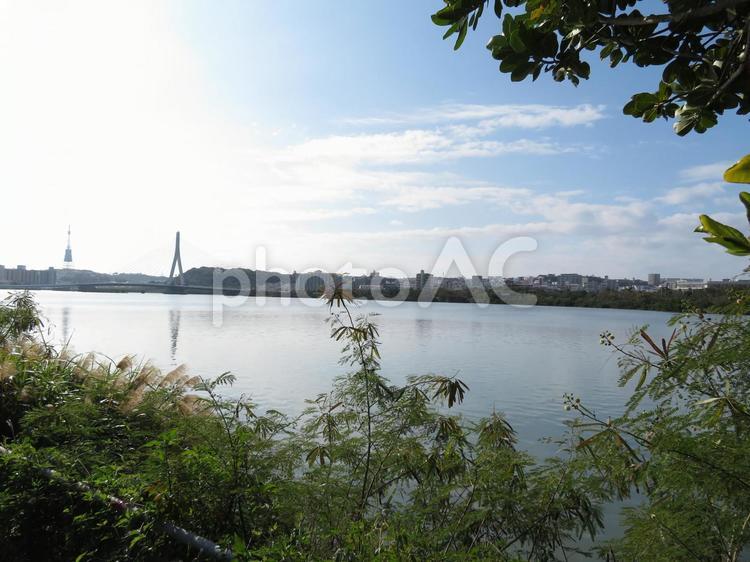 漫湖公園から見るラムサール条約認定湿地帯 漫湖公園,漫湖,ラムサール条約の写真素材