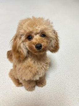 トイプードルのパピー トイプードルのパピー トイプードル,トイプー,パピーの写真素材