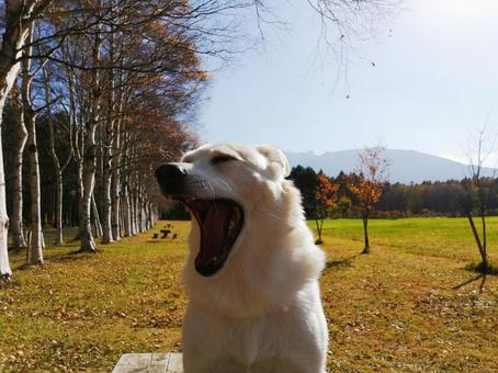 秋の紅葉を背景に白いわんちゃんのあくび 秋の紅葉を背景に白いわんちゃんのあくび 秋,紅葉,もみじの写真素材