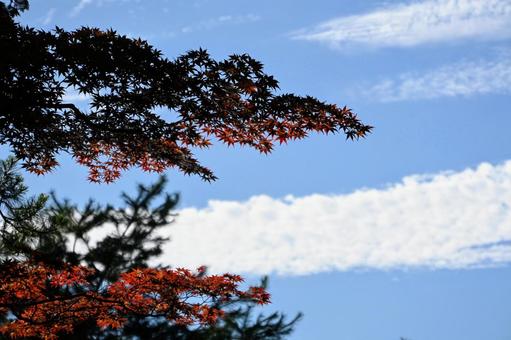 秋の空に広がるモミジの葉 秋の空に広がるモミジの葉 紅葉,モミジ,青空の写真素材