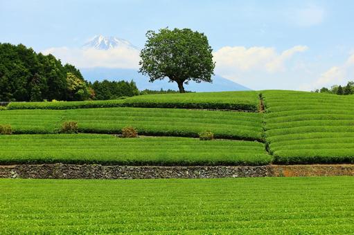 茶畑と大きな木と富士山と 茶畑と大きな木と富士山との写真