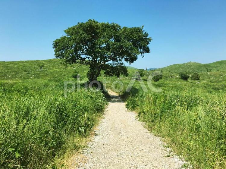秋吉台の木 秋吉台,山口,山口県の写真素材