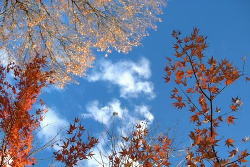 青空に映える紅葉した木々 モミジ,紅葉,空の写真素材