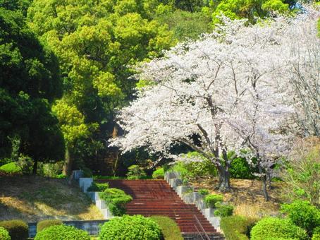 スポーツ公園の桜の写真