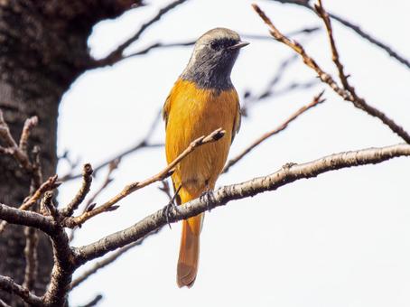 枝にとまるジョウビタキのオスの写真