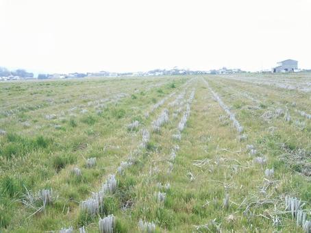 日本一の大きな田んぼの写真