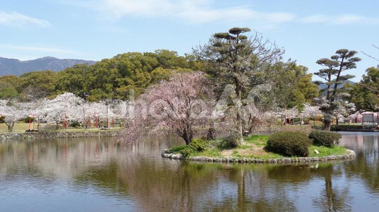 小城公園の桜_16 桜,満開,小城公園の写真素材