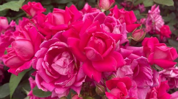 満開の薔薇 満開の薔薇 薔薇,バラ,花の写真素材