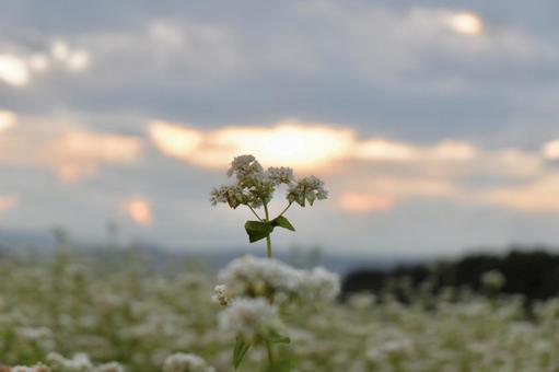 夕方 夕方の写真