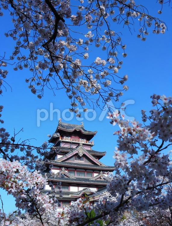 伏見桃山城の春爛漫 桜,京都,春の写真素材