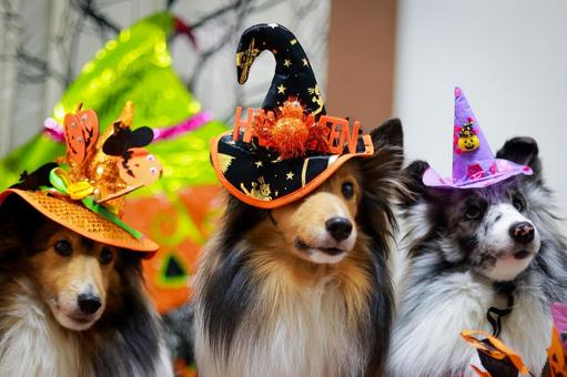 シェルティ 犬,シェルティ,ペットの写真素材