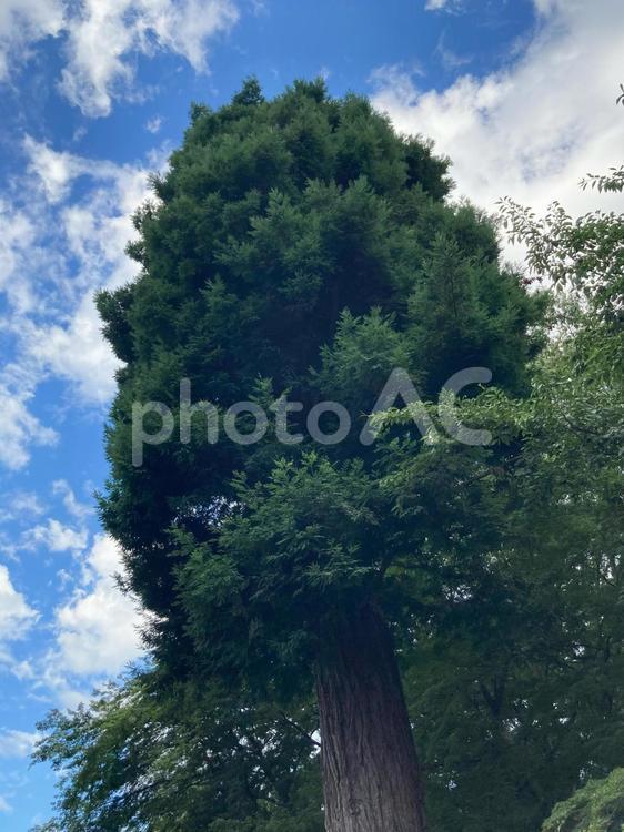 樹木 セコイア,樹木,木の写真素材