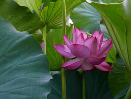ハスの花【極楽浄土】 ハスの花【極楽浄土】の写真
