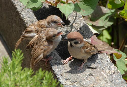 すずめの子育て スズメ,鳥類,野生動物の写真素材
