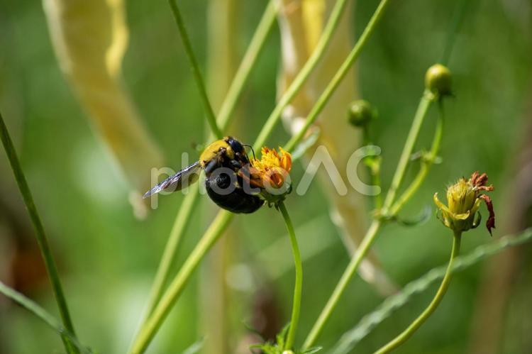 鮮やかなオレンジ色の花にとまるクマバチ クマバチ,クマンバチ,ハナバチの写真素材