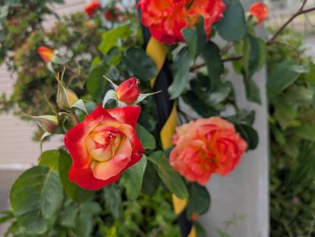 薔薇 薔薇の写真
