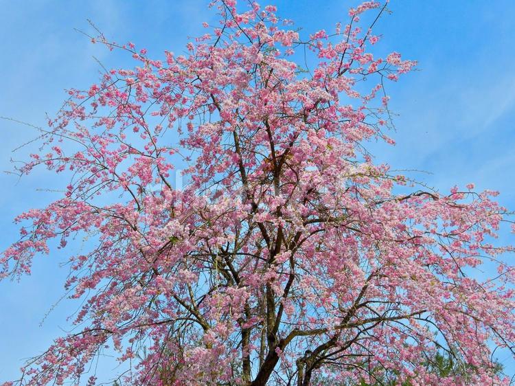 しだれ桜 しだれ桜,さくら,空の写真素材