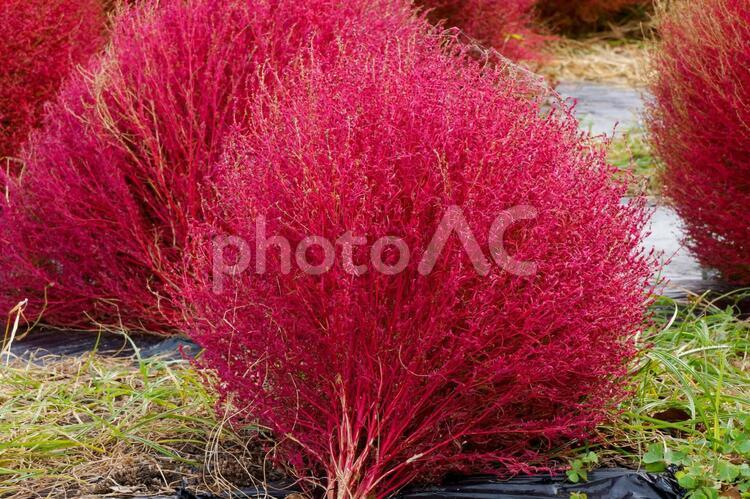 【葉】ホウキグサ　コキア・オータムビューティー コキア,箒,ホウキグサの写真素材