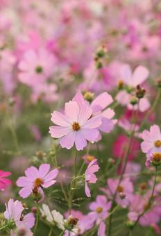 コスモス畑の写真