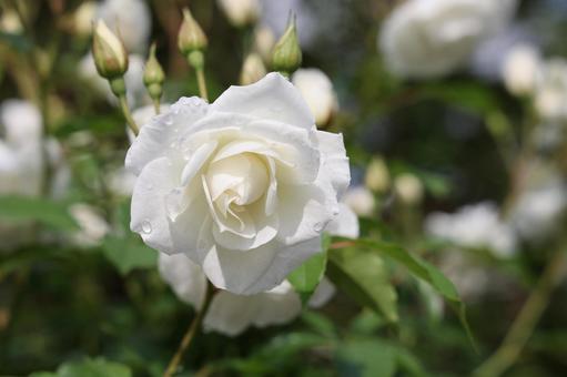 露をまとう純白のバラ 露をまとう純白のバラ バラ,薔薇,花の写真素材