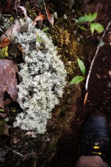 ハナゴケ ハナゴケ,地衣類,白いの写真素材