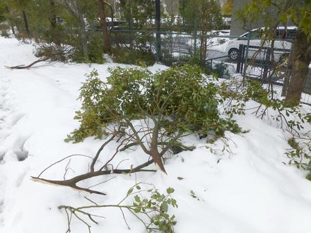 積雪で枝の折れた街中の街路樹 積雪で枝の折れた街中の街路樹 雪,積雪,木の写真素材