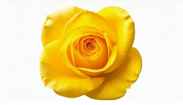 黄色の薔薇 黄色の薔薇の写真